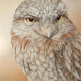 Tawny Frogmounth 2023