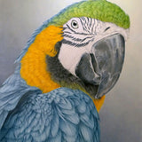Blue & Yellow Macaw 2023