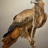 Wedge Tailed Eagle 2024