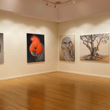 Wedge Tailed Eagle 2024