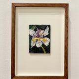 Iris 2011