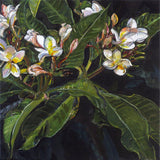 A bunch of frangipani I 2026