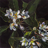 A bunch of frangipani II 2026