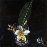 Frangipani in glass of water 2026