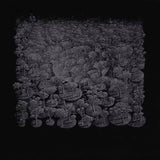 Growing in the Light 2 2022