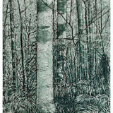 Log forest 4 – Washpool, NSW 2009