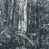 Log forest 5 - Tantawangalo, NSW 2010