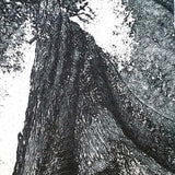 Log forest 3 - Twisted Sister, Florentine, Tasmania 2010