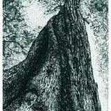 Log forest – Twisted sister 2010