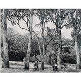 Parked Life - strolling through socially-distanced trees, Seville Park, April 2020 2021