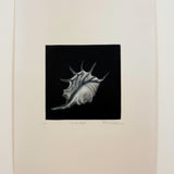 Spider shell 2010