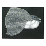 Pufferfish 6 2007