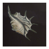 Spider shell 2010