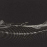 Natura morto 2000-01