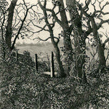 From the churchyard 2020