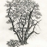 Lowy's tree 2021