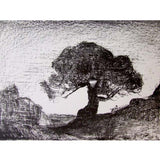 Veteran tree, Bruny Island 1988