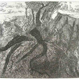 Springbrook trees 1999