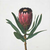Black fringed 'Mink' protea 2021