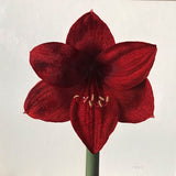 Hippeastrum 2021