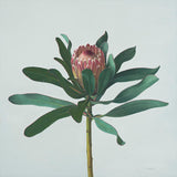 White fringed protea 2021