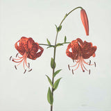Spider lily 2021