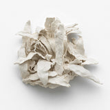 Senescence, Kalorama 2021-24