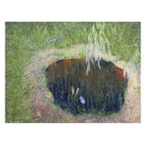 Fraser Island with sun orchid 2014