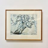 Eucalyptus Rhinoceros (blue) 2026