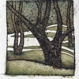 Rambutan orchard, Malaysia 2025