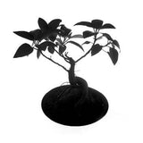 Brett's Bonsai 1971 2026