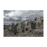 Where Silvereyes fly 2010