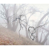 Eucalyptus Eulogy  2020