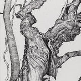 Inchmahome Sweet Chesnut 2007