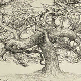 Ardshave - understory 3 2020-21