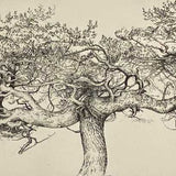 Alistair's pine - Ardshave 2020-21