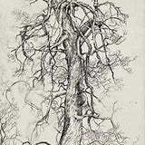 Big Brahan elm 2021-22