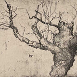 Wych elm, West side, Beauly Priory 2022