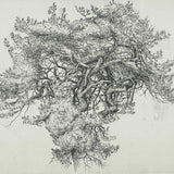 Gashagaich - tattie patch pine 2021