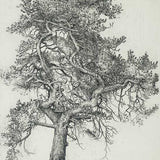 Gashagaich - tree house pine 2021