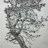 Roadside pine - Nigg 2022