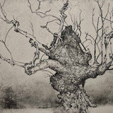 Wych Elm, East side, Beauly Priory 2022