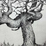 Alistair's trunk & pinecone 2019-22