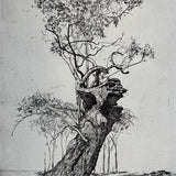 Hiding fox tree (3rd state) 2026