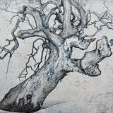 Eucalyptus Rhinoceros (blue) 2026