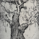 The big tree, Myrtleford 2010