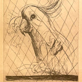 Hullo (Cockatoo) 1980
