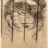 Chimp: Toronga Zoo, Sydney 1979
