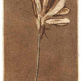 Hakea (state IV) JM135 1963