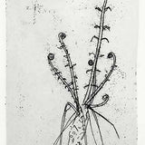 Regenerating fern (state I)  JM251  1970